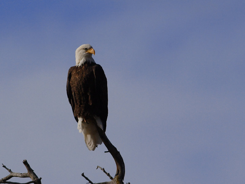 The Other Animals of Yellowstone