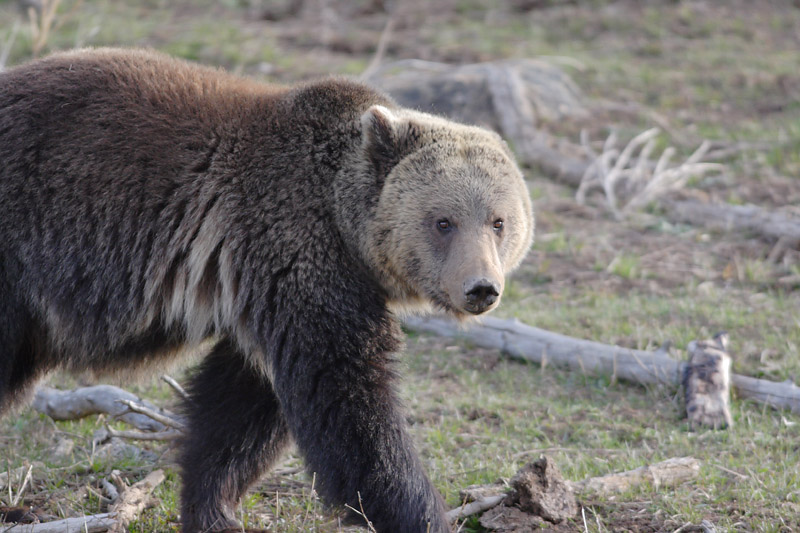 Yellowstone Experiences