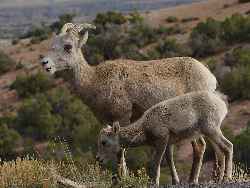 The Other Animals of Yellowstone