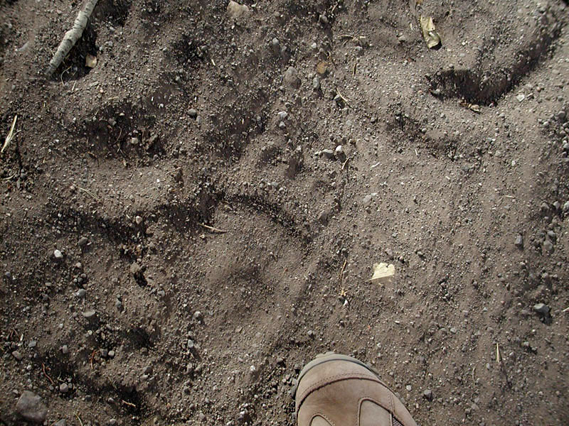 Animal Tracks in Yellowstone