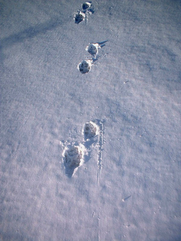 Animal Tracks in Yellowstone