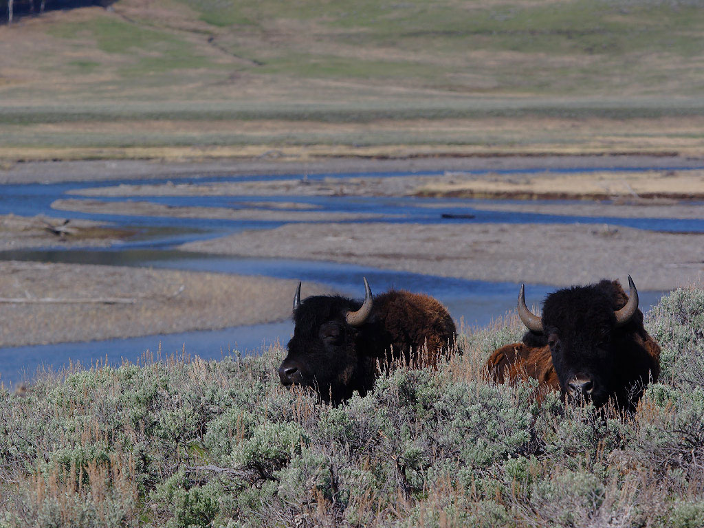 Yellowstone Wallpaper Images